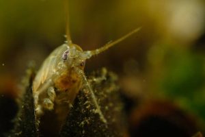 Kiełż (Gammarus sp.)